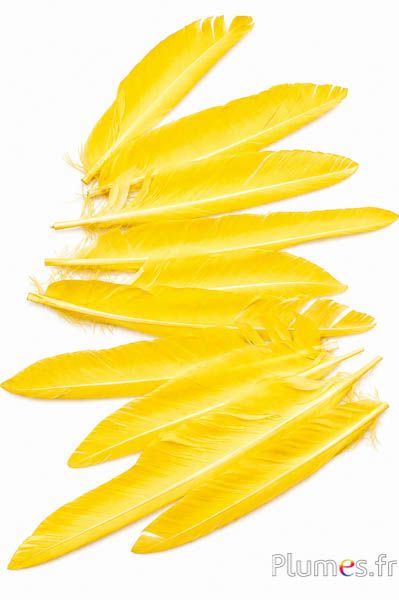 Gans kop - 15-20 cm - geel